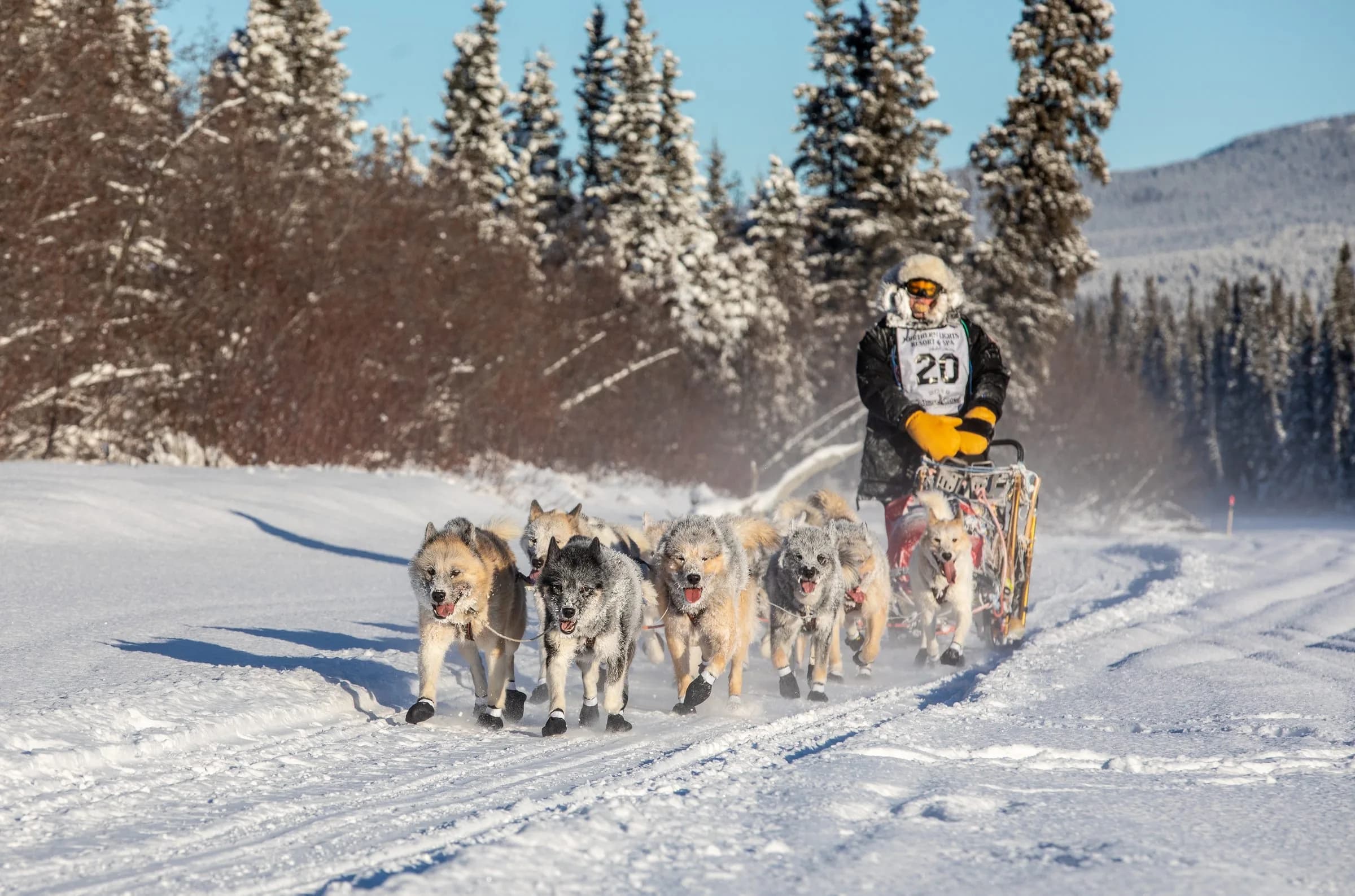 Sled dog team in the winter forest