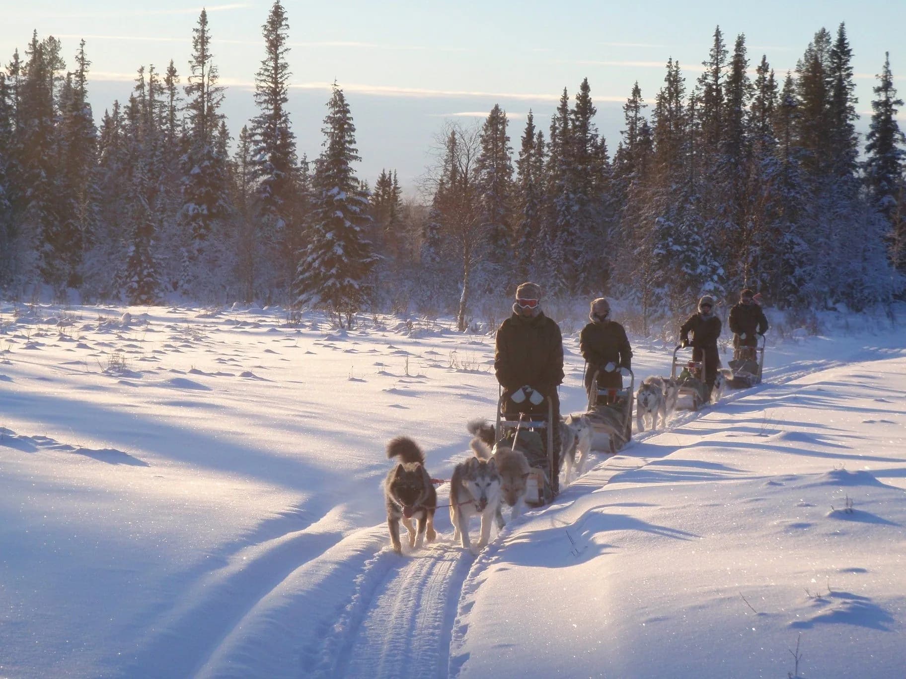 Sled dog team in Sweden's vast fell landscape