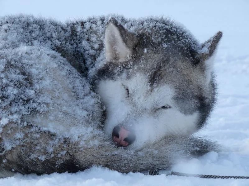 Alaskan Malamute in the snow