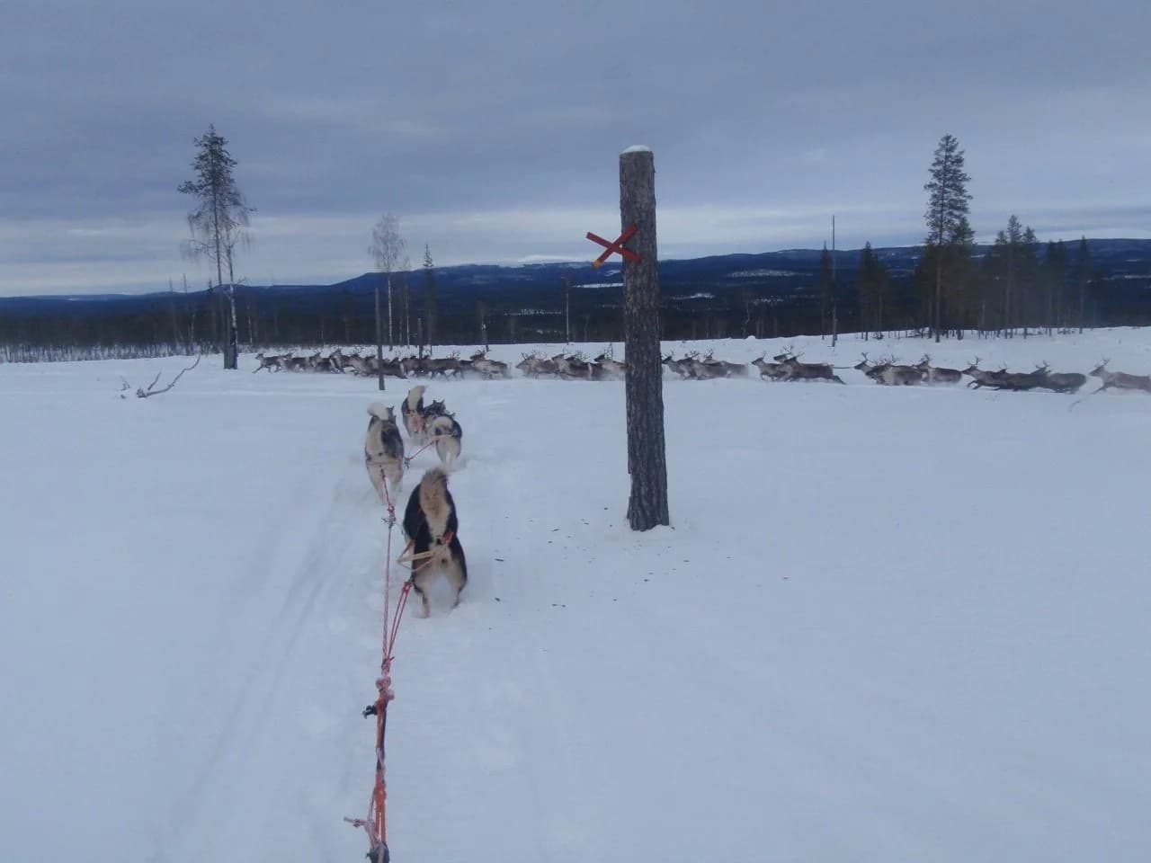 Trail marker on the frozen lake